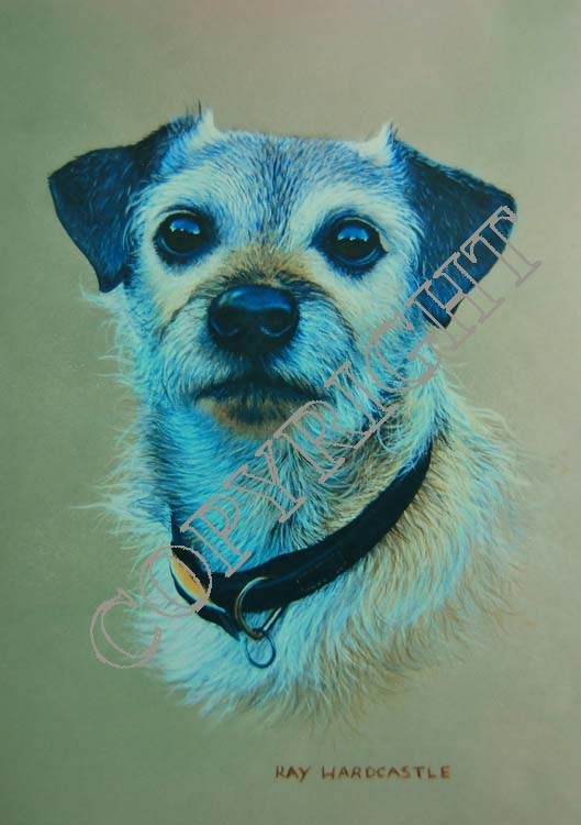 Border Terrier